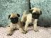 PoulaTo: pug kc reg